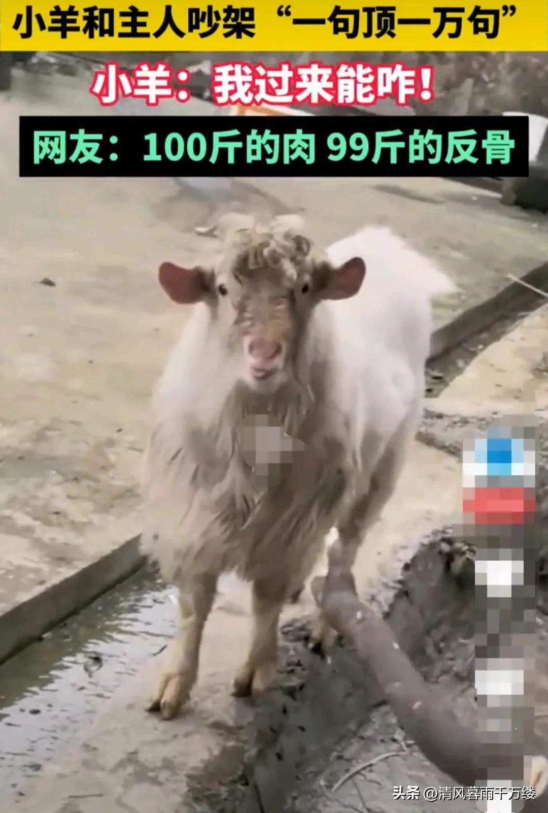 贵州遵义，小山羊和主人因故吵架。主人骂一句，山羊回怼十句。它的一双小眼睛，怒目圆