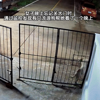 “万物皆有灵！”一女子晚上睡觉忘记关大门，看监控时才发现，有一只流浪狗在门口帮女