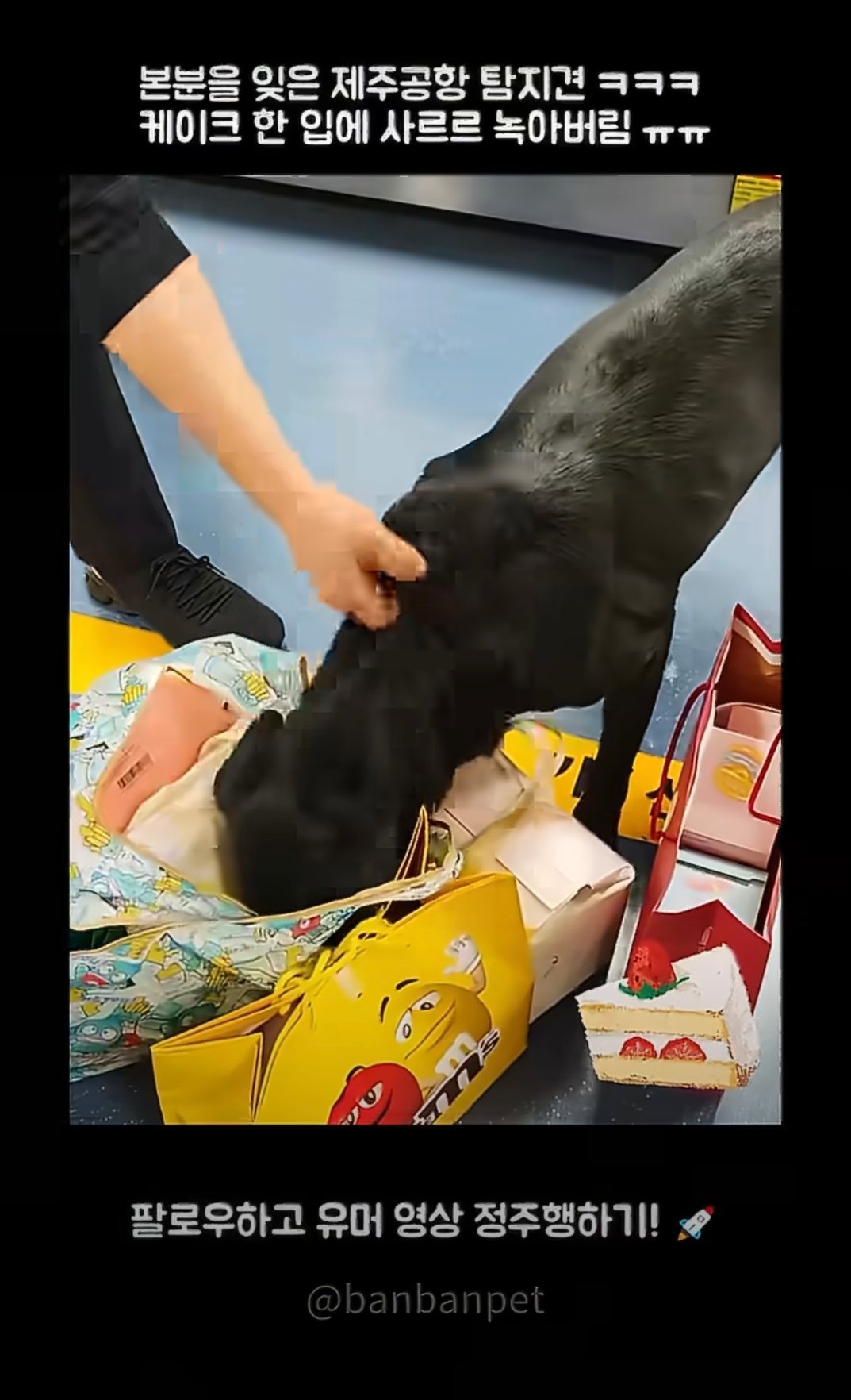 韩国机场缉毒犬吃掉可疑蛋糕热量炸弹也是炸弹，汪清除威胁，快谢谢汪