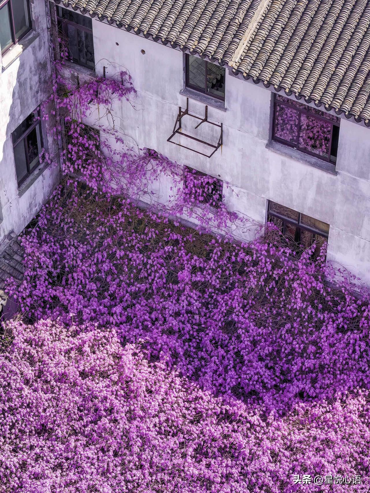 苏州的春天也太会藏惊喜了！
忠王府400岁的文藤早已火出圈，没想到苏州一中还藏着