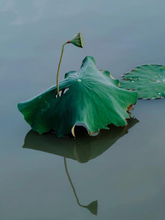 他们说我拍的荷花倒影很有韵味