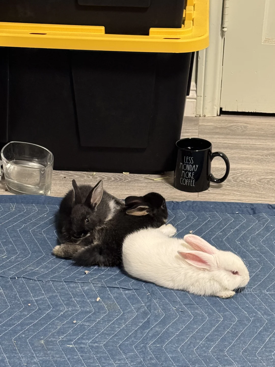 🐰小宝贝们悠闲得很