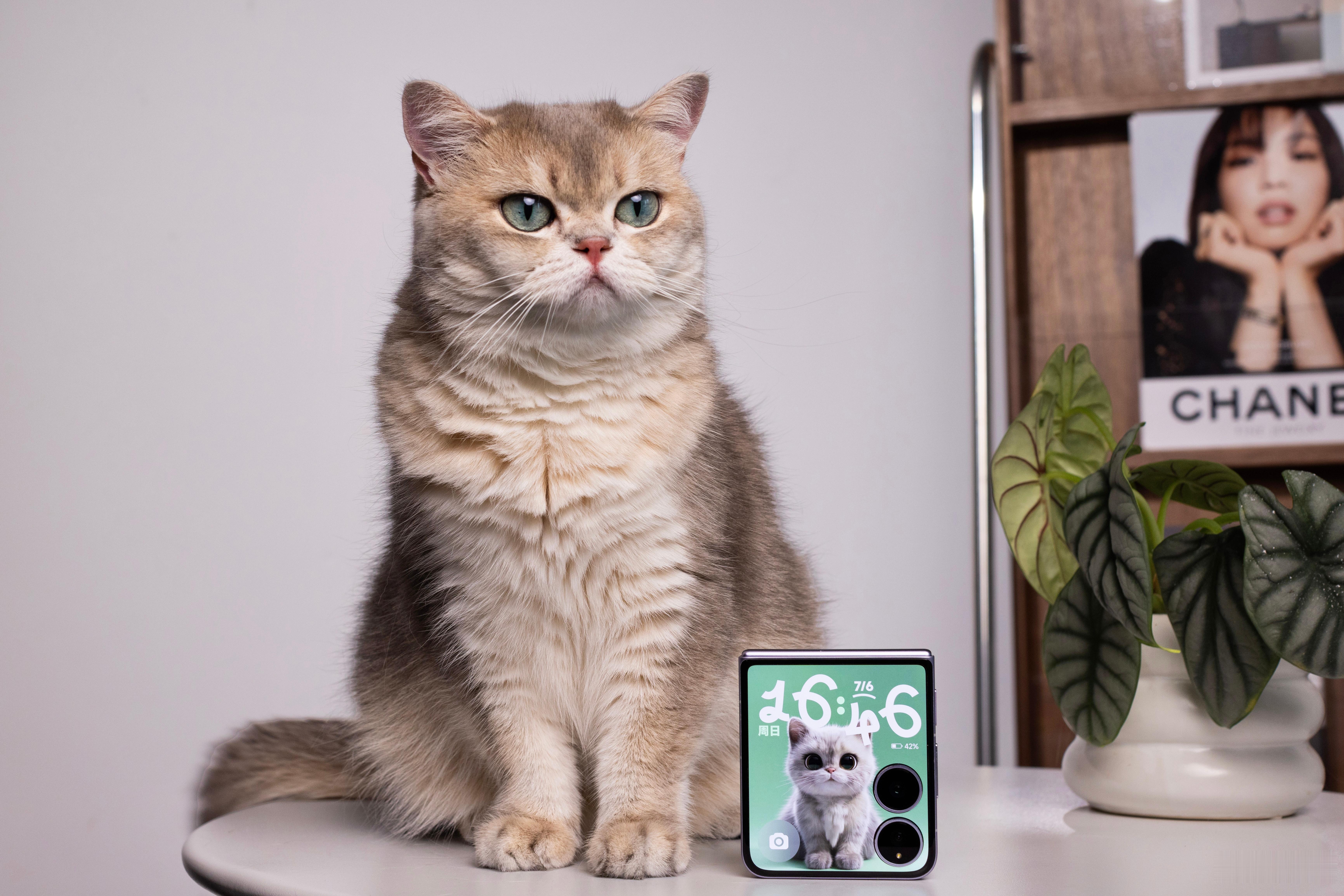 出差在外，点亮屏幕就能看到我家猫猫卖萌，真的太治愈了！真是要狠狠夸一下小米MIX