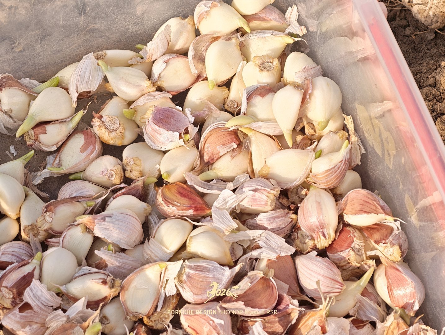 蛇年的班就上到这里立春了，天也暖和了。大家平时都爱吃蒜，但是你们知道蒜是怎么种的