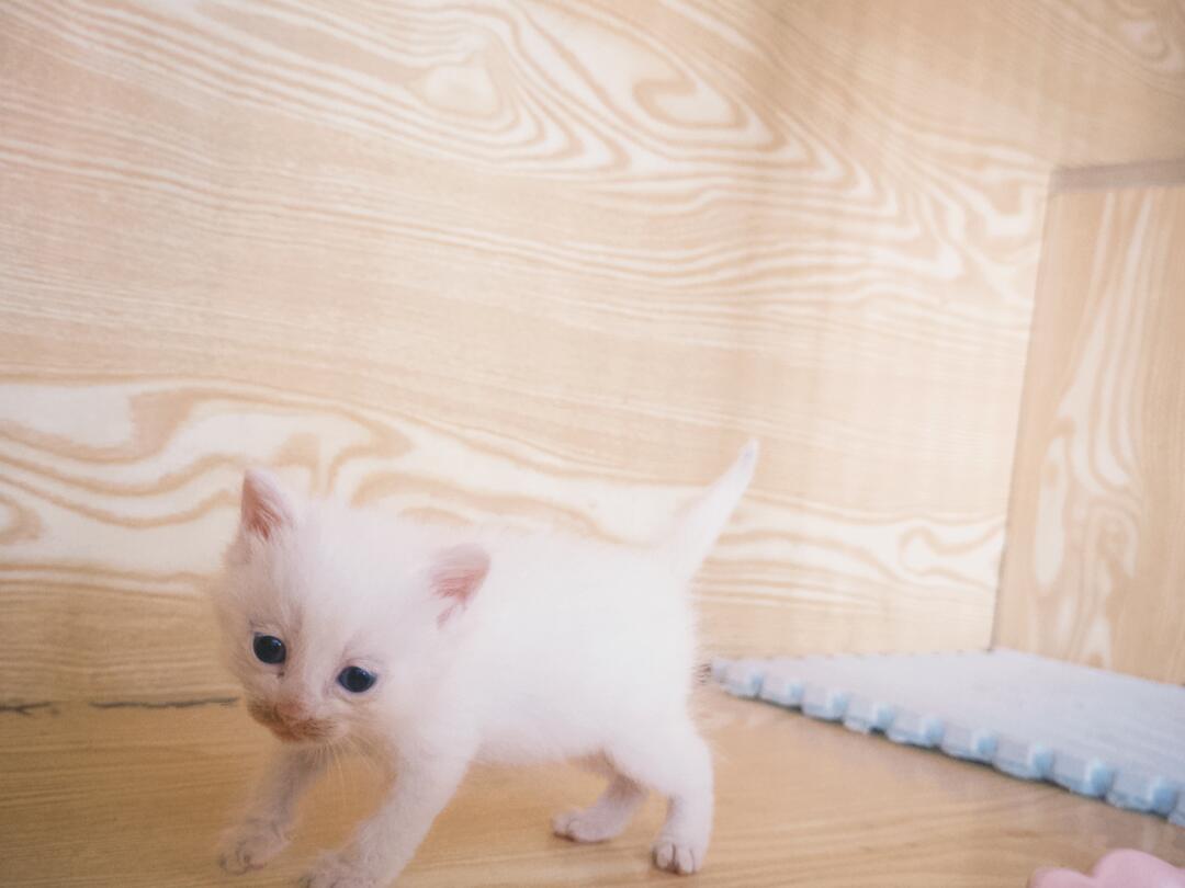 一些没妈妈的小可怜