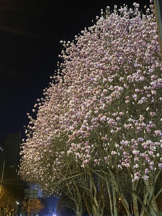洛阳的花慢慢开始绽放了～