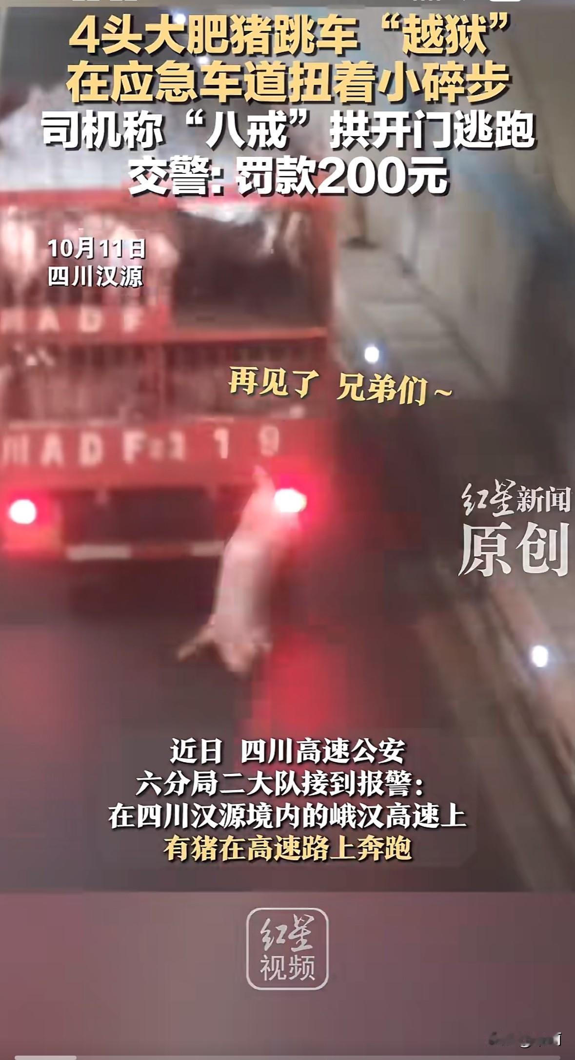 四川峨汉高速上，几头大肥猪在应急车道“溜达”，看着挺滑稽。

是货车司机王某没检