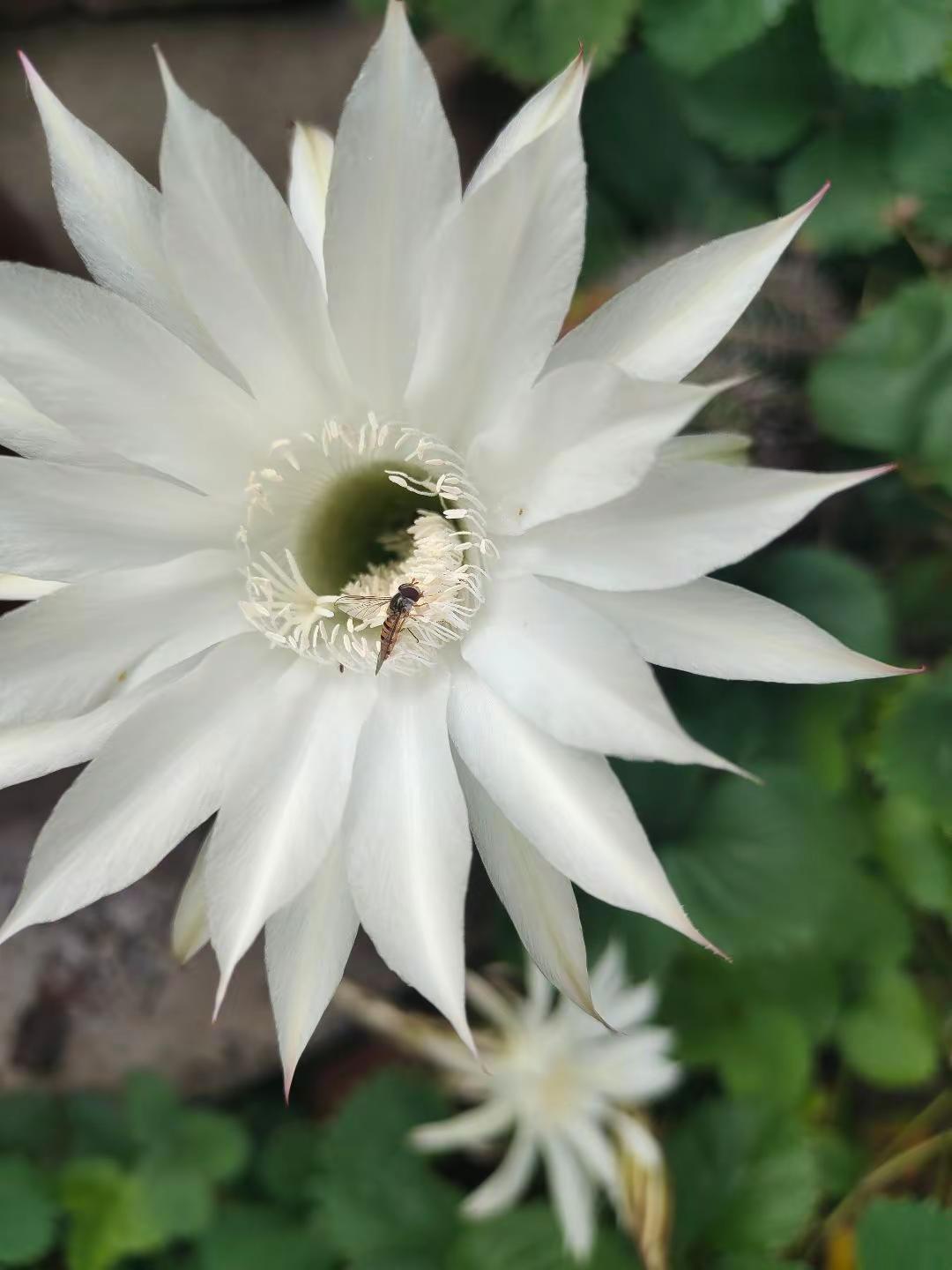 昙花一现，即是刹那，亦是永恒虽是短暂，确是绚烂爱如昙花，开时惊艳，落时无悔。