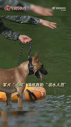 网红警犬巴万又刷屏！水上救援演练认出训导员，当场掉头溜号还叼走救生圈!
 
最近