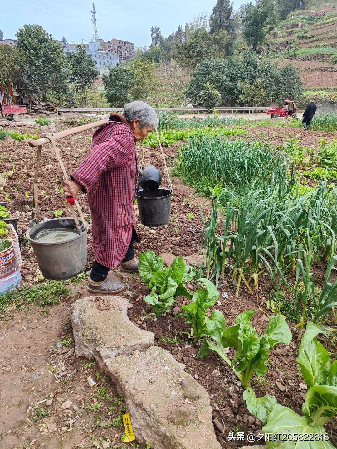 农村社员自留地，这词确实好久没听到了。自留地本质上是集体土地，所有权归集体，农户