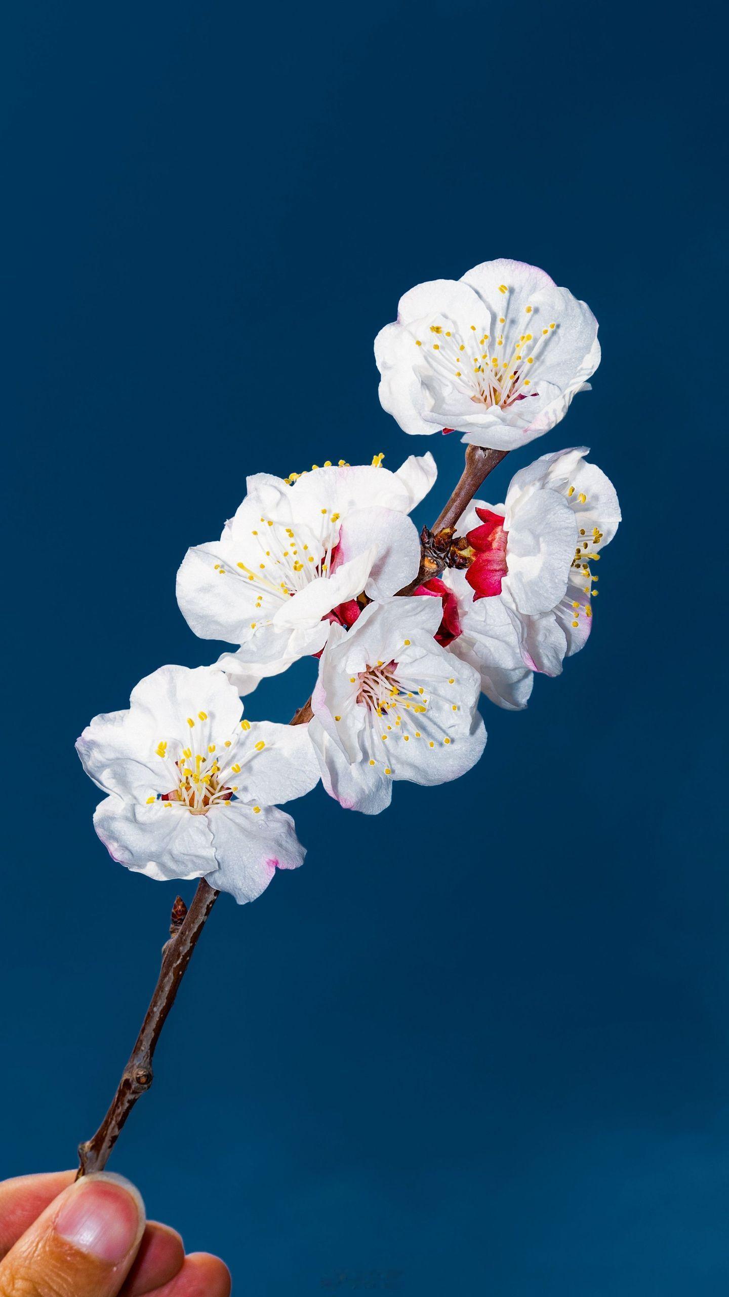 小菌 早朋友们杏花太出片了💪 