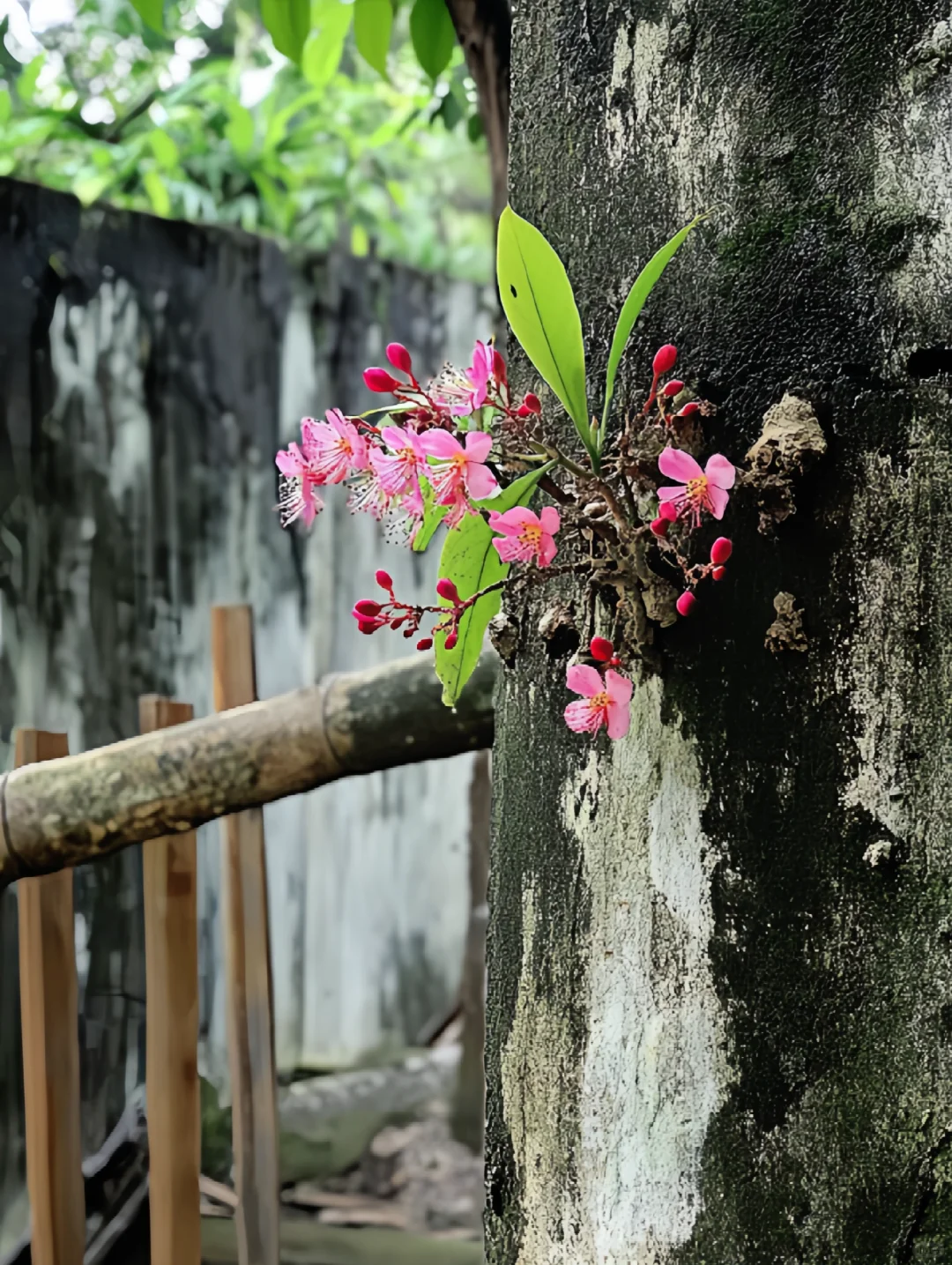 这是什么花？