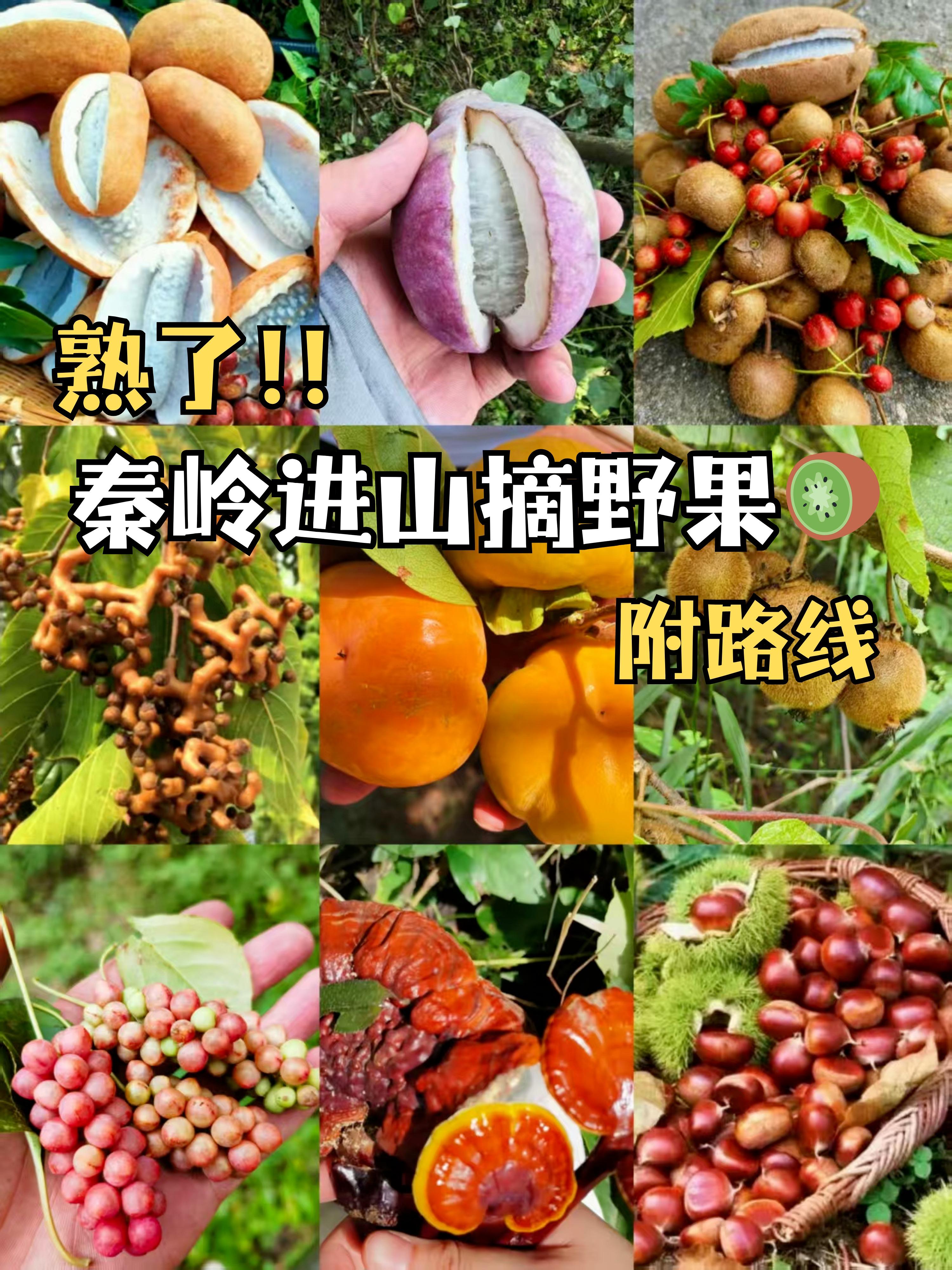 秦岭野果熟了😋去摘板栗、八月炸、猕猴桃。🍂西安的伙伴们看过来！山间...