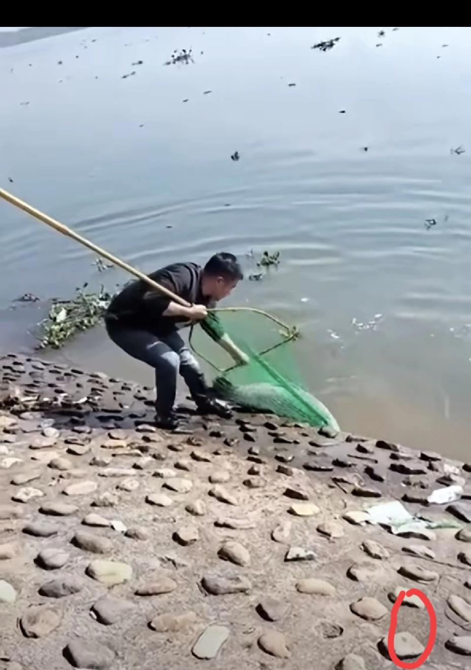 浙江男子钓半米大鱼却因抄网撕裂眼睁睁看它溜走，说这是“命”其实太笼统，这分明是生