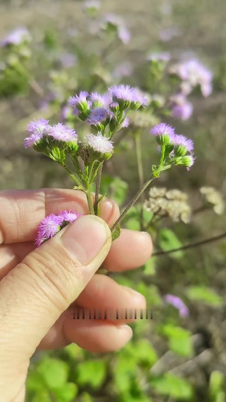 村里的老人说它是个好东西，它叫花藿香蓟，也叫臭草。有白花和紫花两种，这种紫色花的