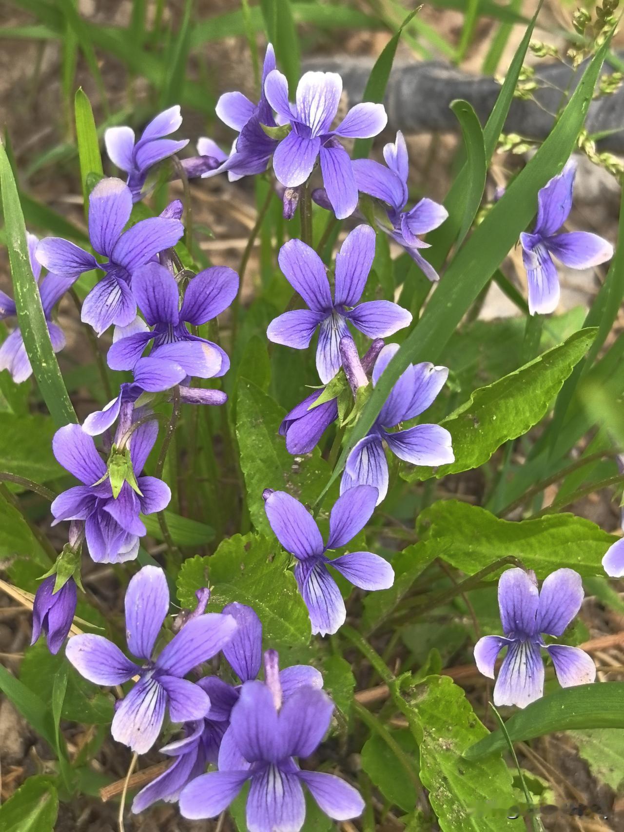 晒图笔记大赛风掠过草坡时，草地上，墙角的紫地丁悄悄抬头。细碎紫花贴着泥土开，不与