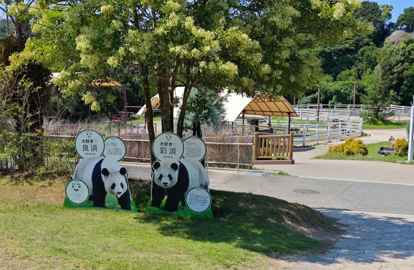 有在日本的网友反映目前日本关西那边的大熊猫都已经回国，东京上野动物园的最后两只也