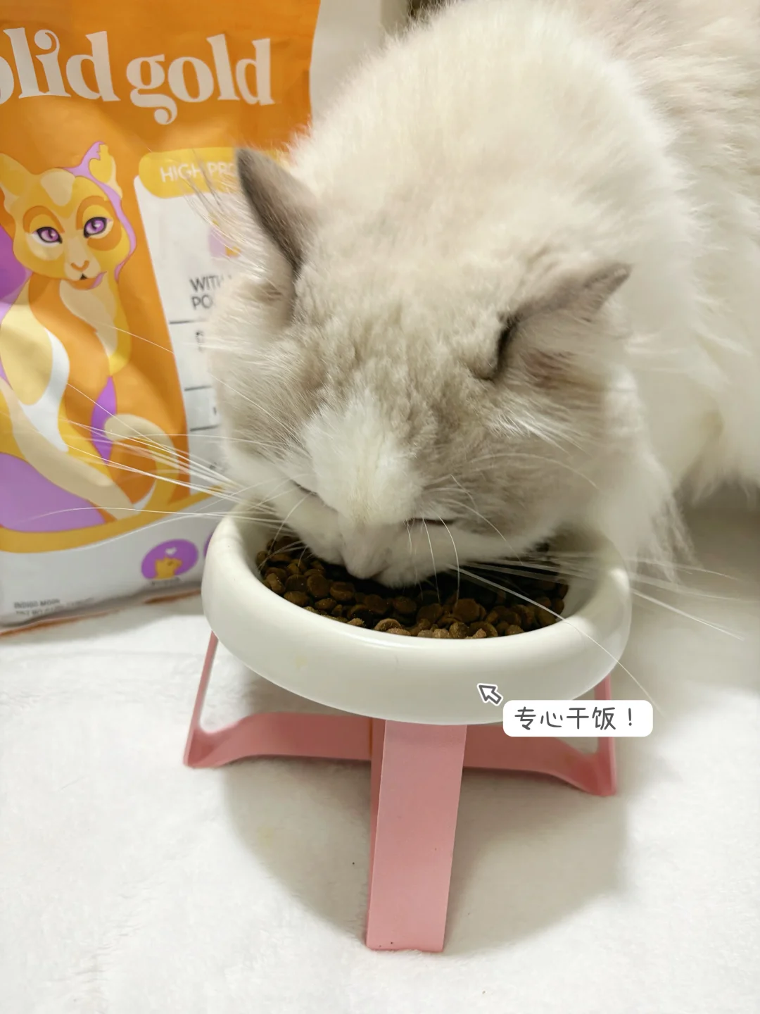 长毛猫对新手来说，真的很难养吗？