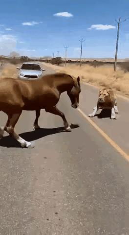 马和驴是两种概念，驴和骡子体形小和牛一样是农民帮手，马是古代作战坐骑工具，难道千