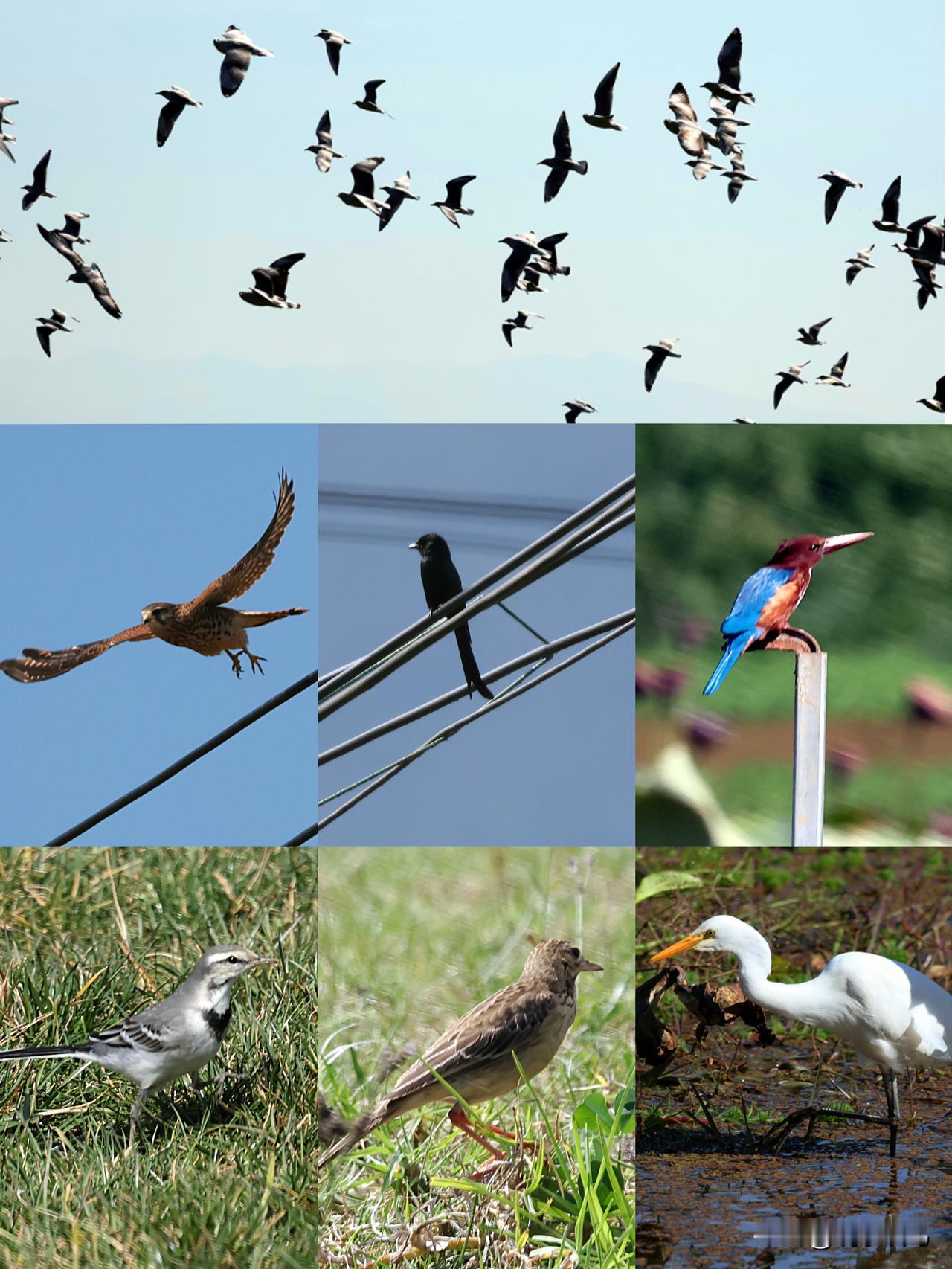 福保近期能拍到这些鸟！
我近期到滇池之滨的福保村，拍到了红隼、黑鸢、红嘴鸥、棕头
