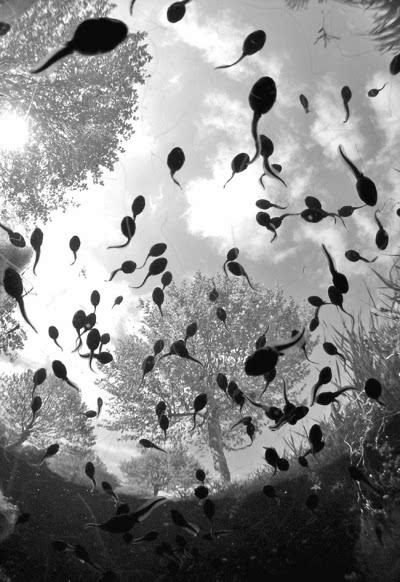 Tadpoles steal show in wildlife photogra
