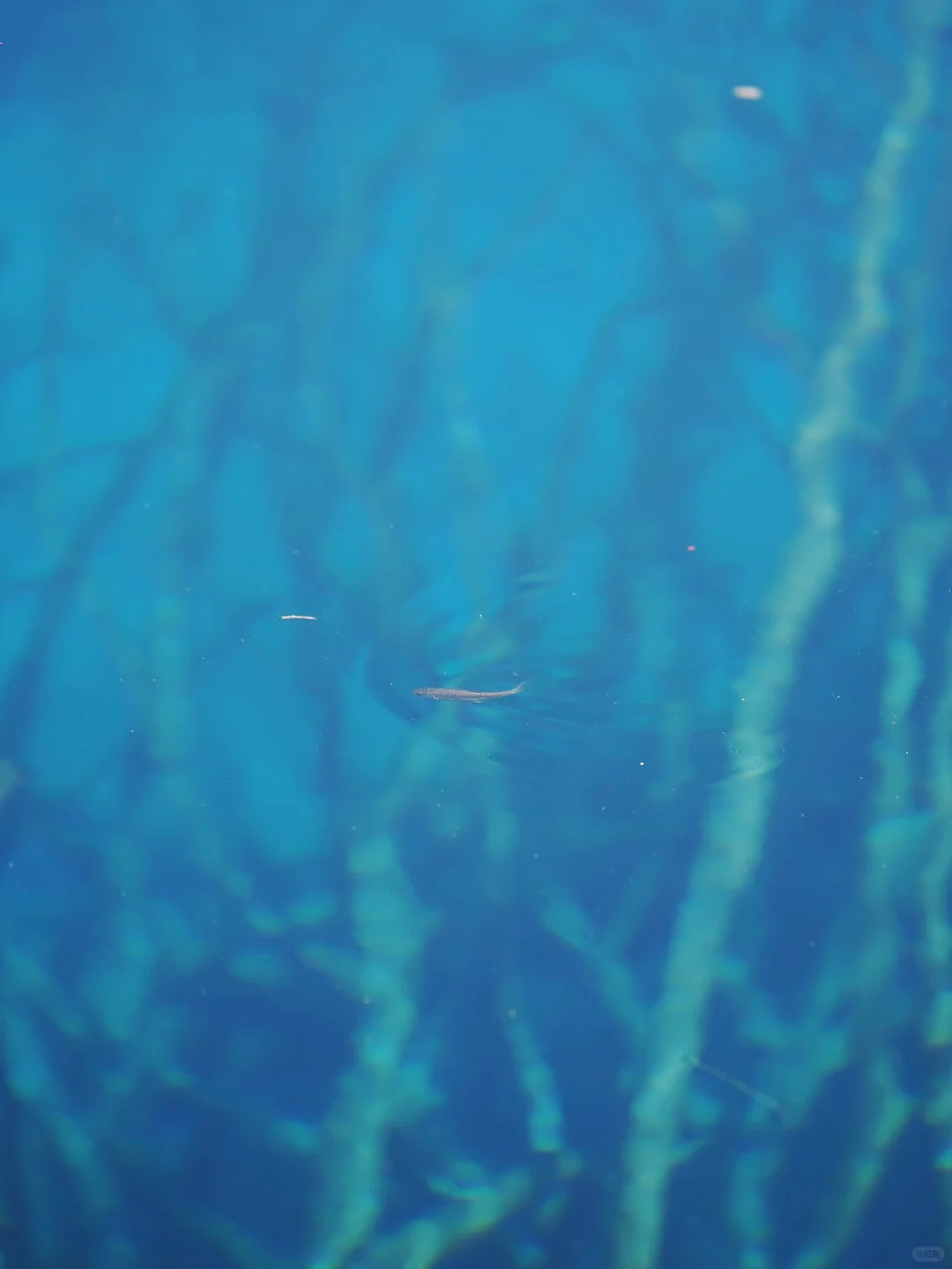 五花海｜拍照好有生命力！