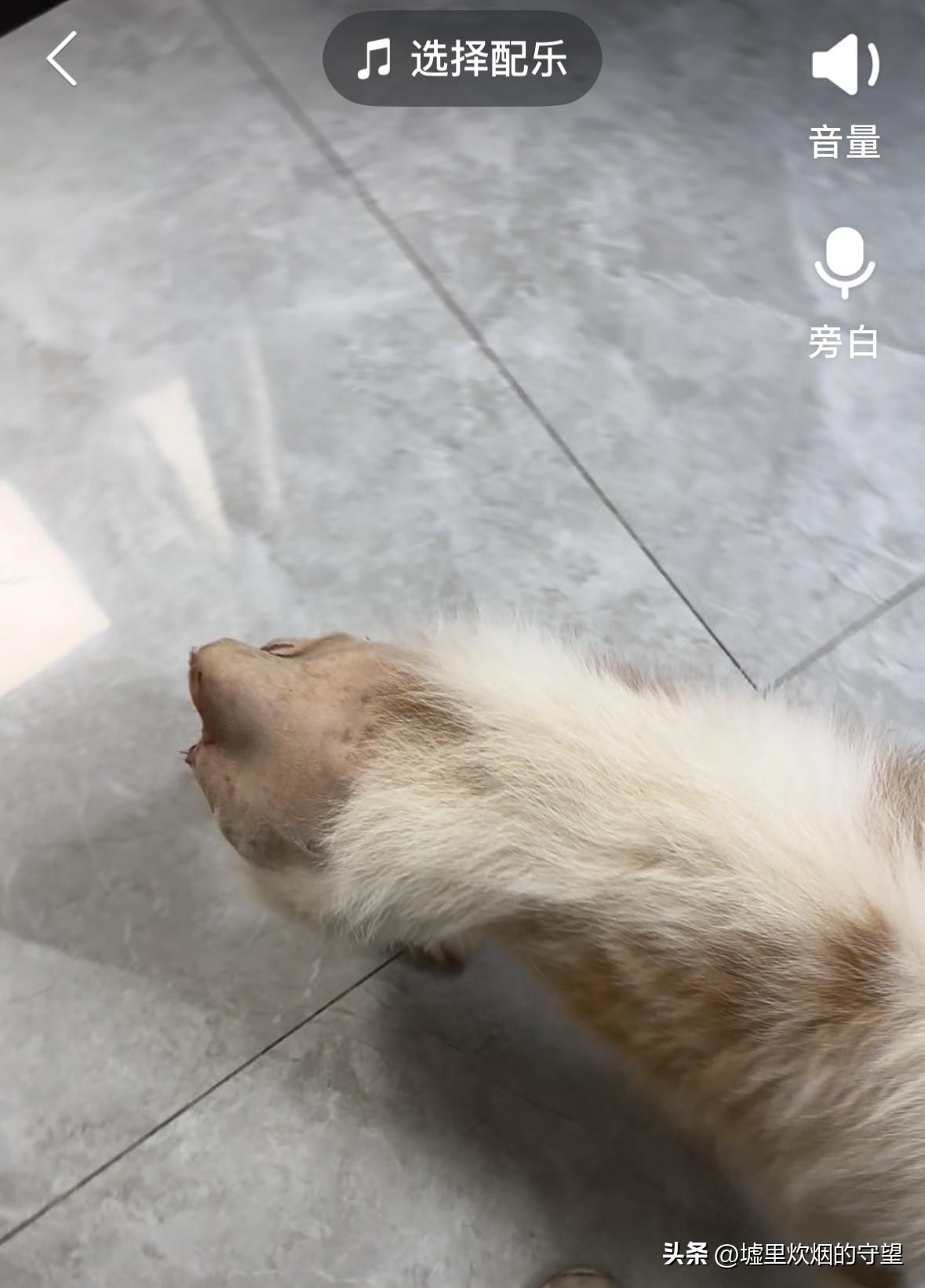 我家小狗今年十八岁。去年9月做了断尾及肛门瘤手术。

2025年9月28日。下午