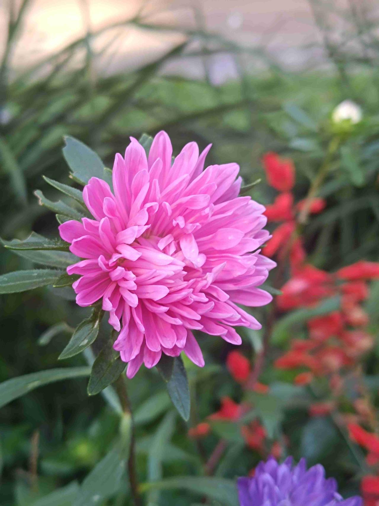 随手拍下楼下的这一片翠菊。粉紫的花瓣层层堆叠，花型饱满圆润，有的完全盛放露出金黄