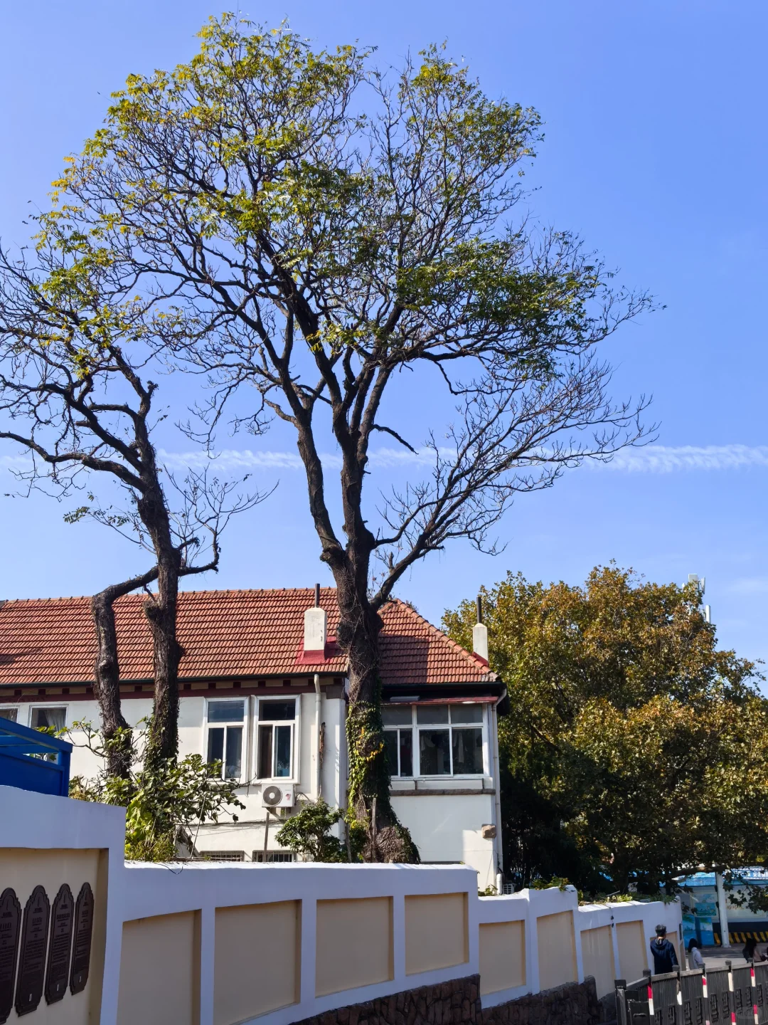 且慢，青岛的树叶还没有黄！