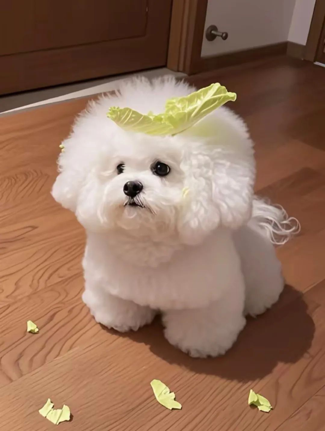 小狗美食家◕‿◕他们朝我扔白菜 我拿白菜炒盘菜他们朝我扔鸡蛋 我拿鸡蛋做蛋炒饭他