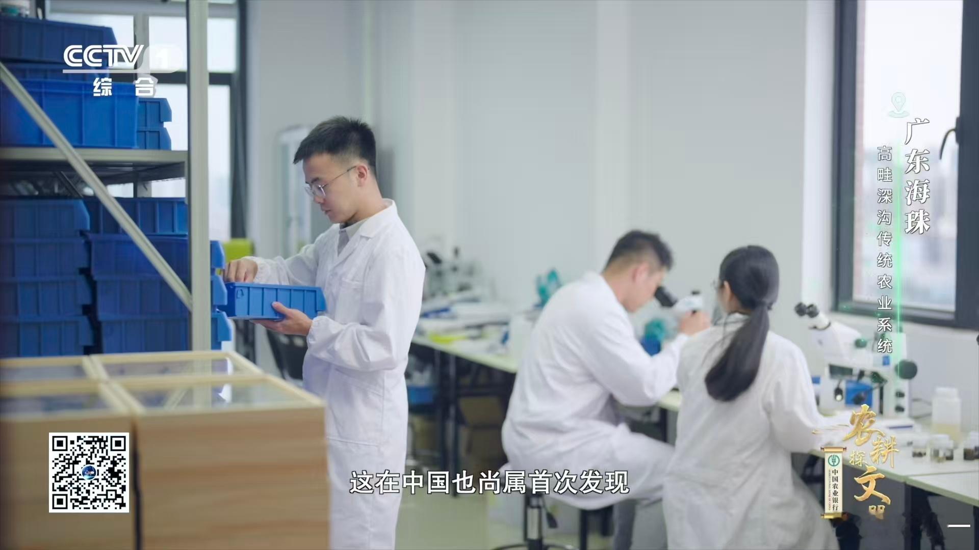 广东近年发现多个新物种当我得知在广东海珠高畦深沟传统农业系统里，发现了比芝麻还小