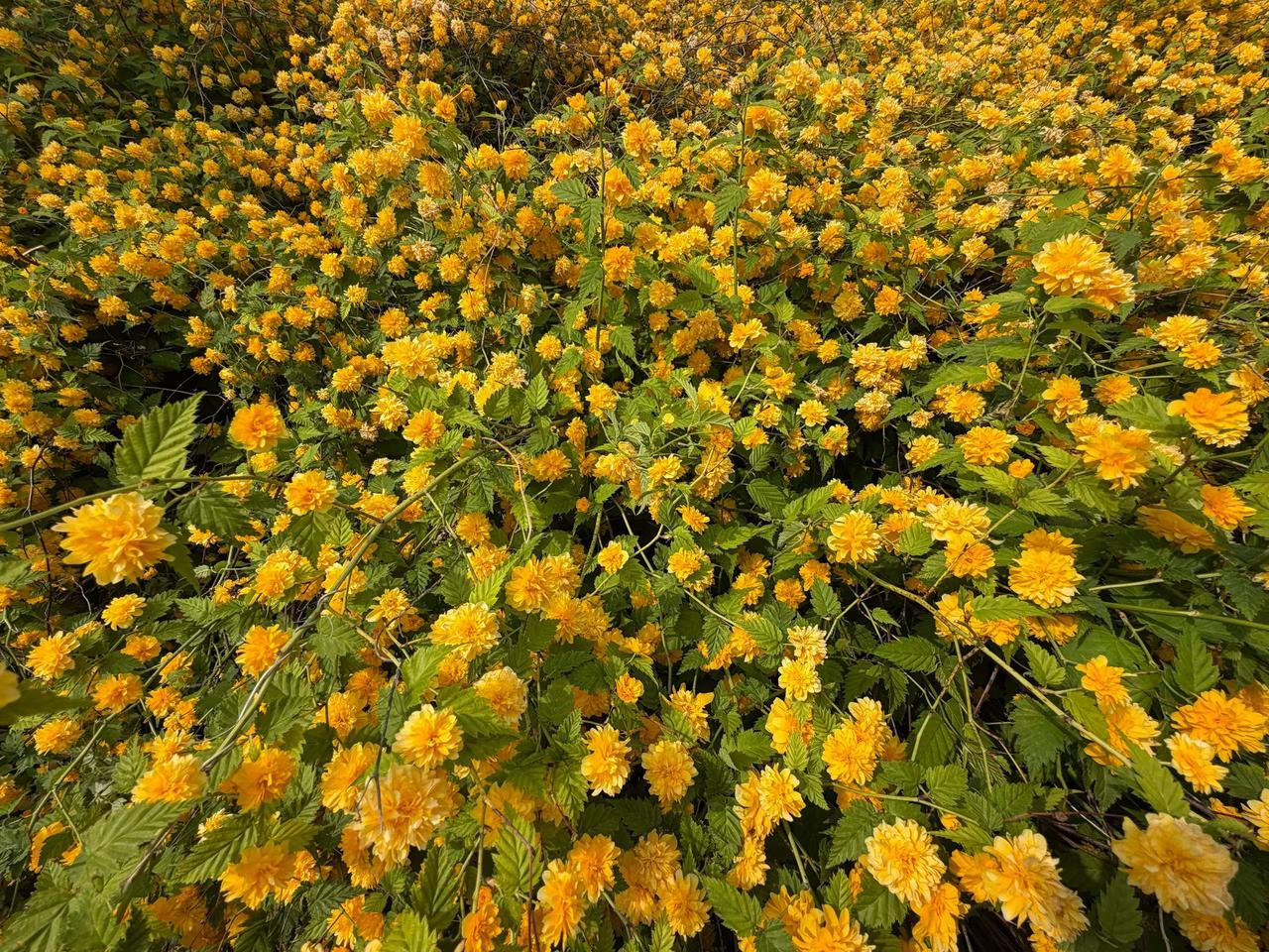 风也软乎乎的，吹在脸上特别舒服。走在路上，阳光不燥，空气里都是清新的味道，整个人