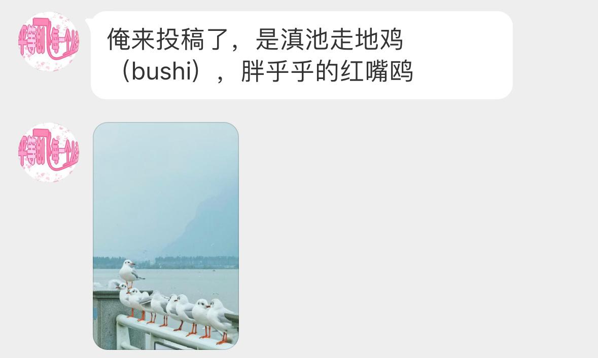 #鸟粉投稿# 排排站的红嘴鸥开会中🙊 ​​​