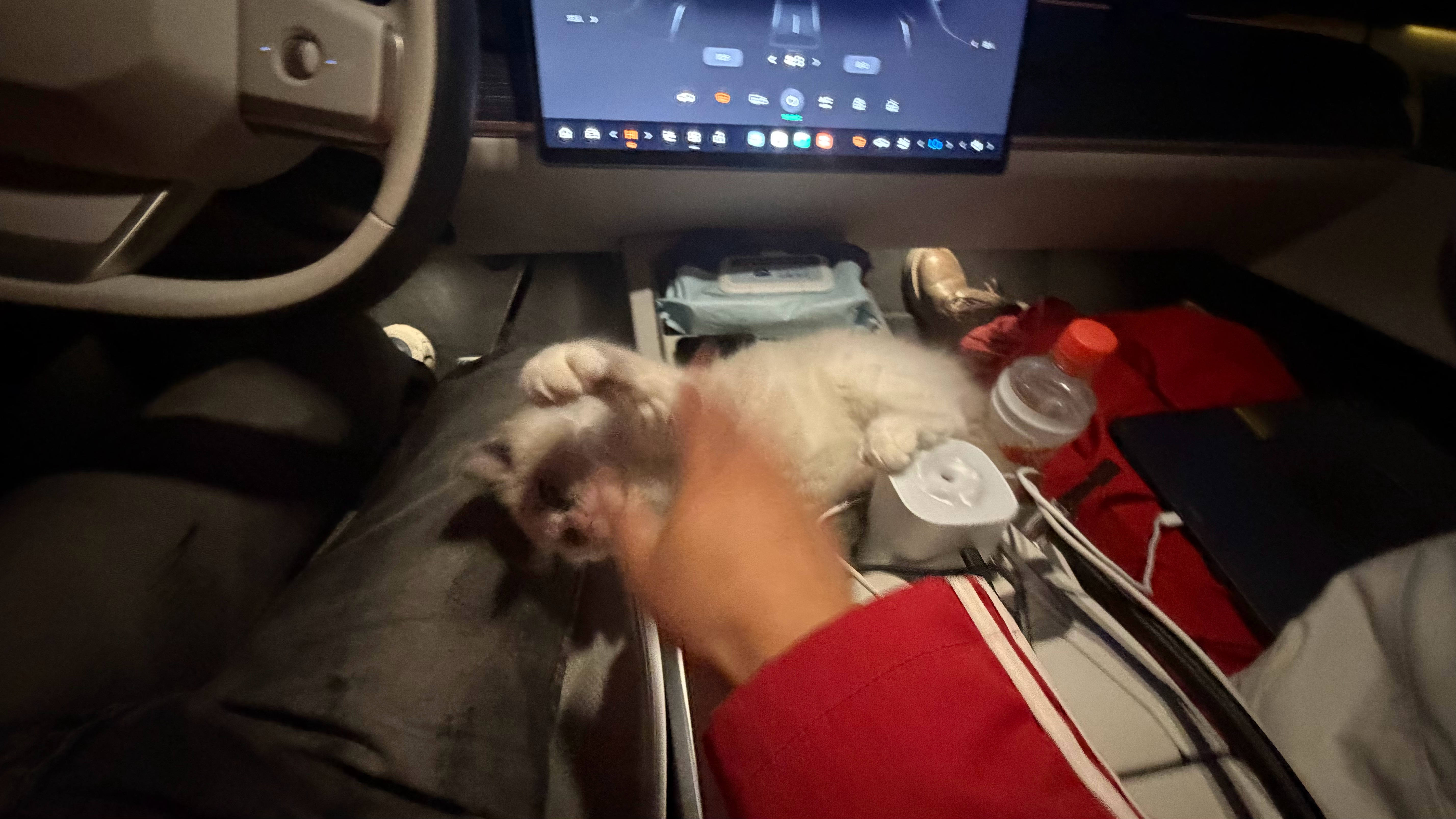小猪猪一切安好，还在和我干架呢，它是整个旅行中的王者能吃能睡，沙漠里撒欢，草原上