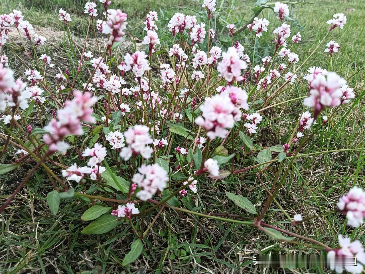 野花盛开，粉色花海浪漫绽放！
辣蓼开出桃花色！
绿化带里的花儿 绿洲大自然的花 