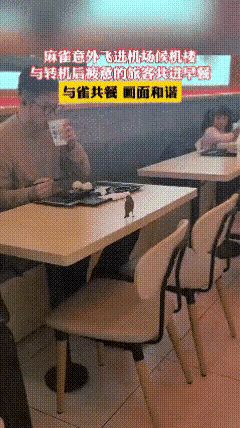 这只麻雀应该是饿了，不然的话，它不能飞到人的餐桌上，跟人讨要一口吃的！现在由于城