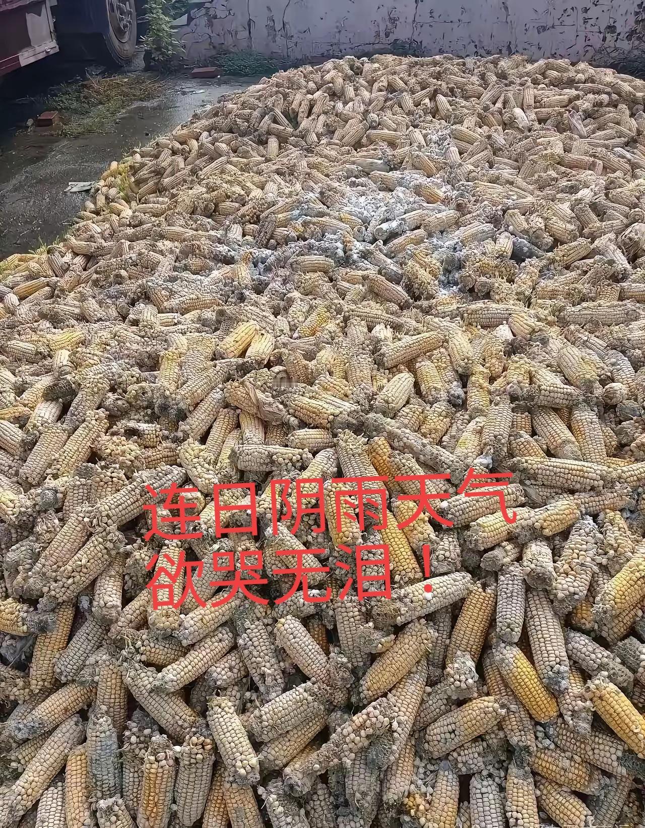 老天爷啊，求求你别下雨🌧️了！
玉米因为连日的阴雨天气，已经发霉发芽🌱了！