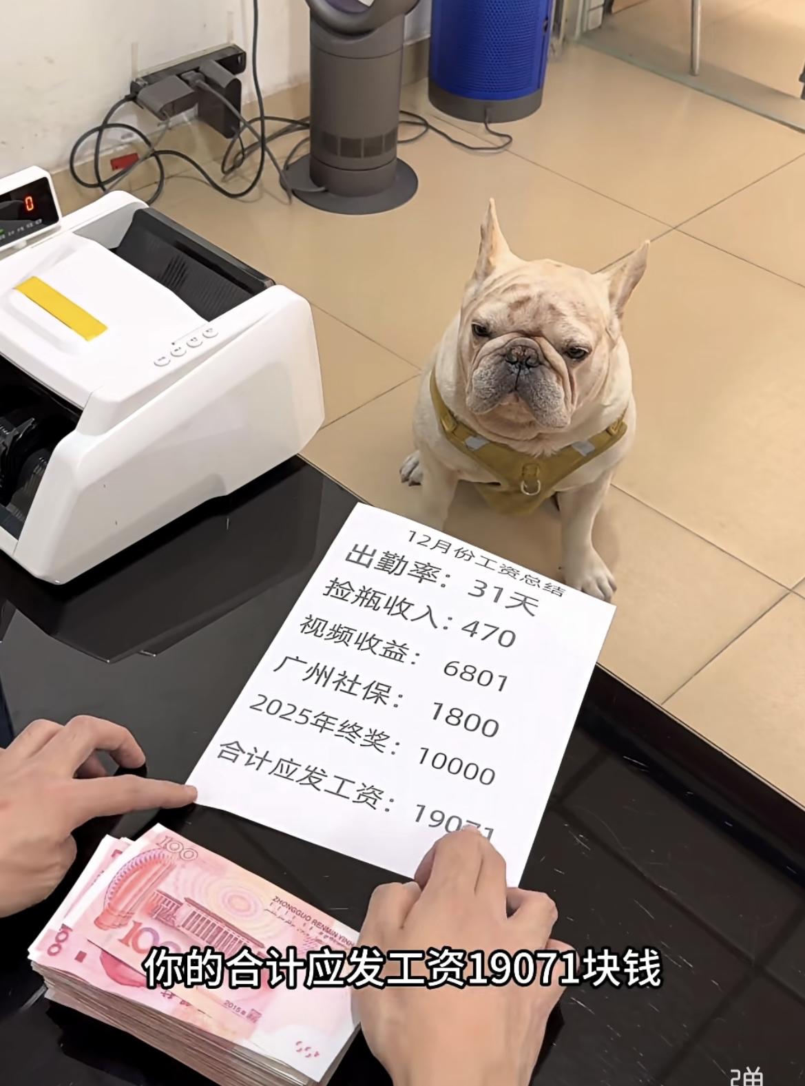 现在有些狗的收入真能让打工人破大防、看看这些狗狗，都是出来“打工”，人家收入秒杀