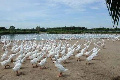 三沙渔民通过发展深海养殖实现“二次致富”，主要得益于政府的政策引导、资金扶持以及