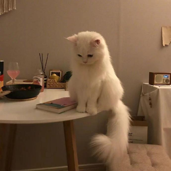^⦁᎑-^ ੭猫猫头攻击  