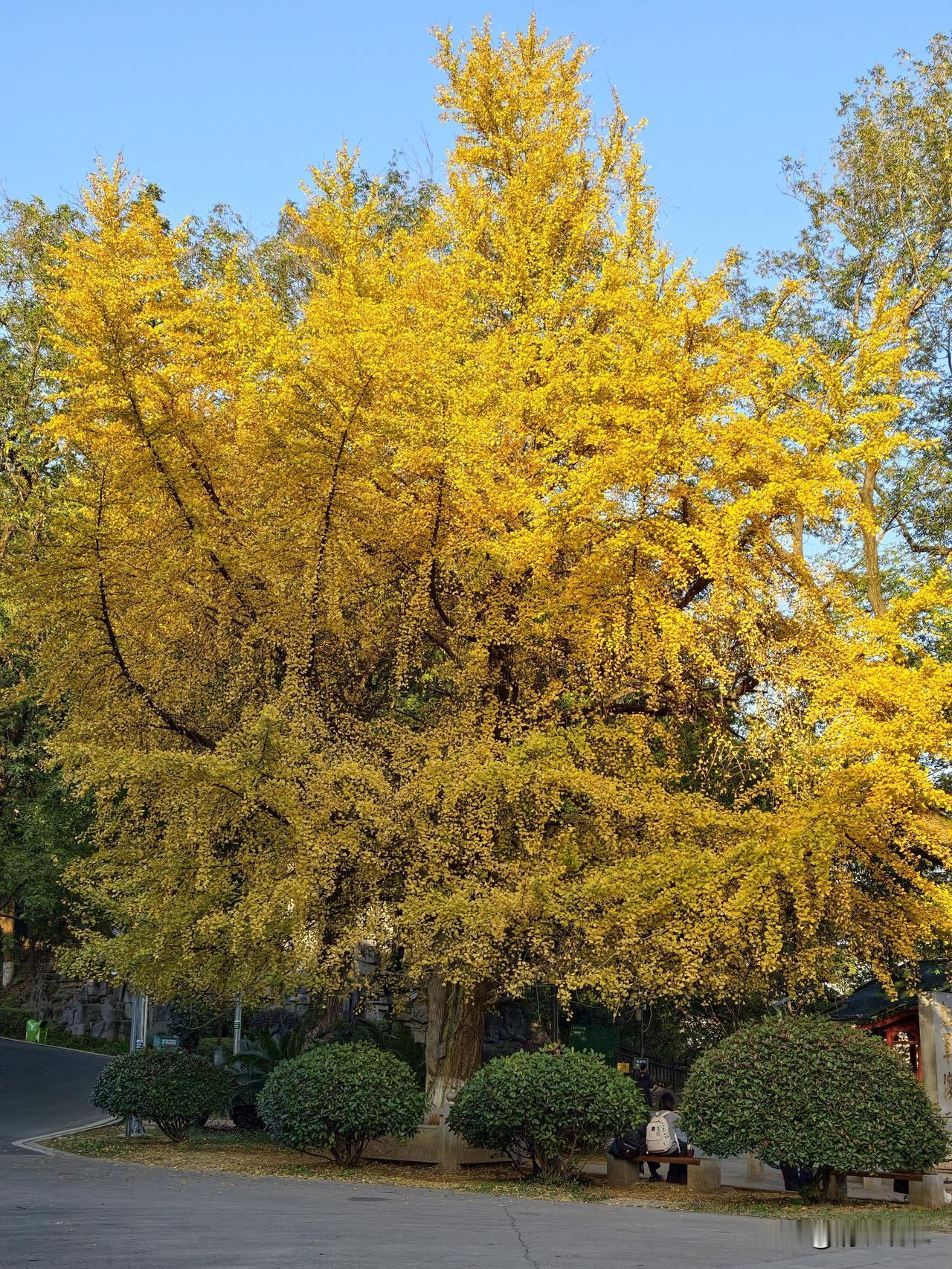 长沙。烈士公园。银杏树。秋意正浓。