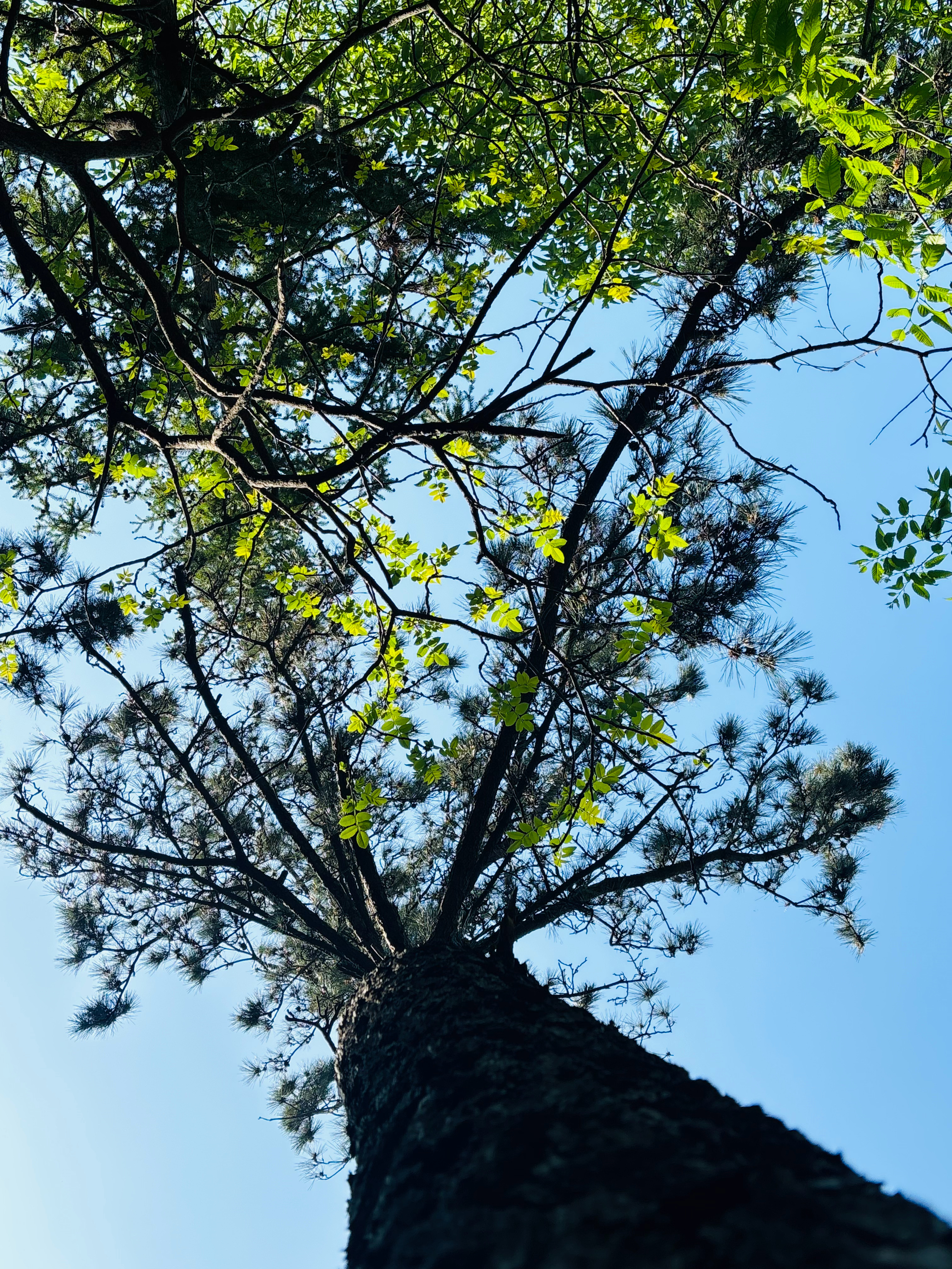 今日崂山风景图上山一路上看见不少禁止投喂野猫野狗之类的标识，我还寻思一个山能有多