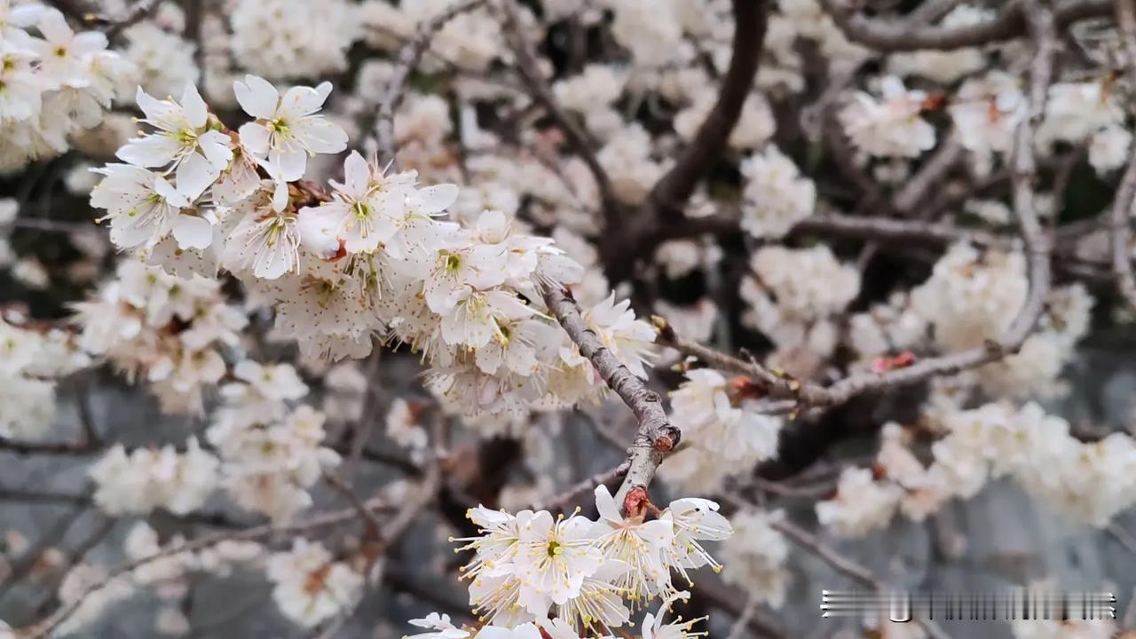 春日生活打卡季春天来了，繁花盛开！