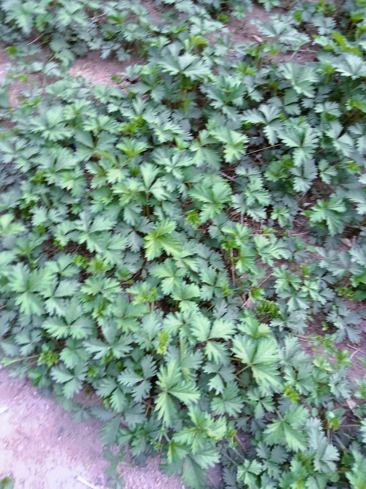 “绿意盎然，生机勃勃的野花丛”🌿🌸