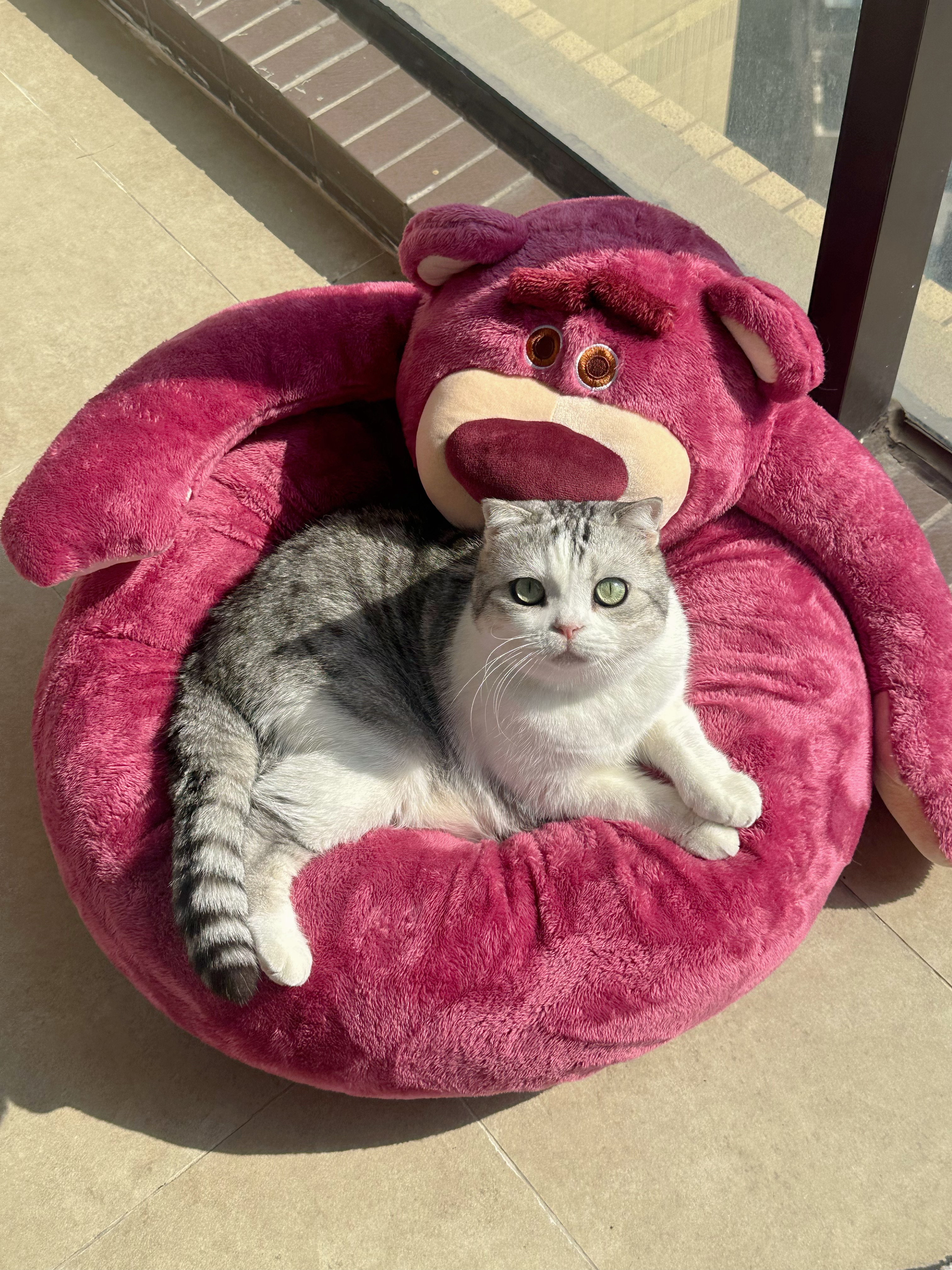 宝宝冬天最爱最爱最爱晒太阳！ #萌宠初冬日记# ​​​