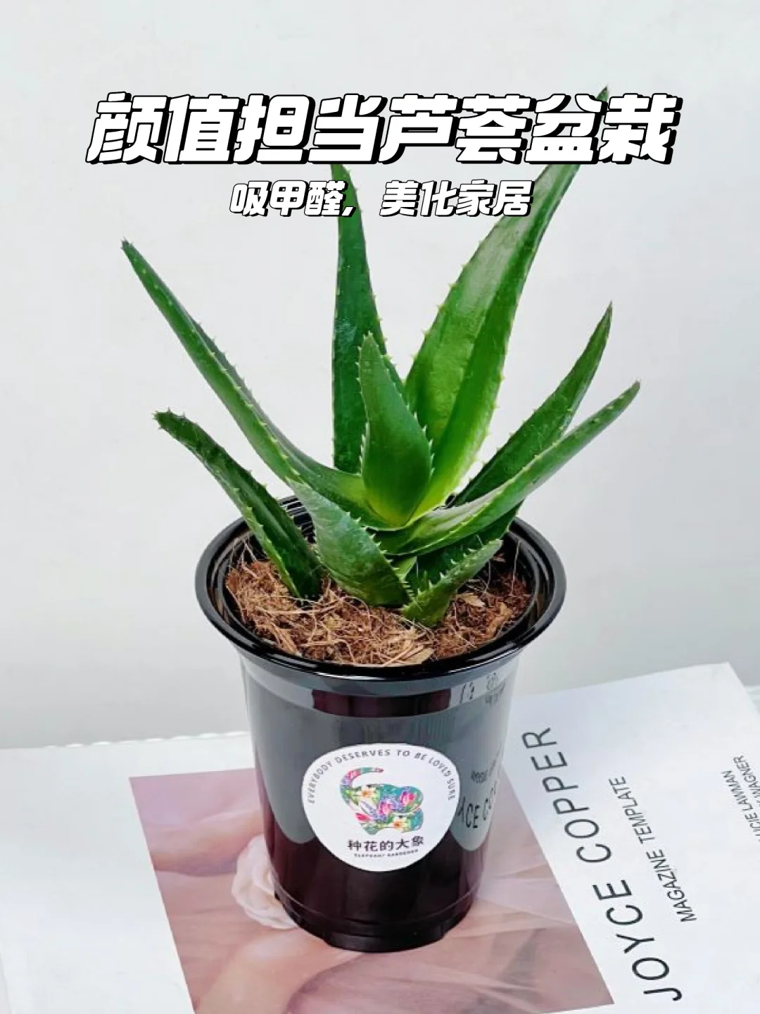 🌿芦荟盆栽，懒人新手必备🌿