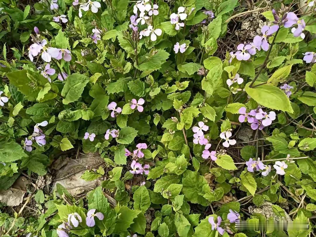 历史永远铭记英雄事迹！致敬民族英雄杨积庆！您的精神千古永垂！[呲牙][呲牙][呲