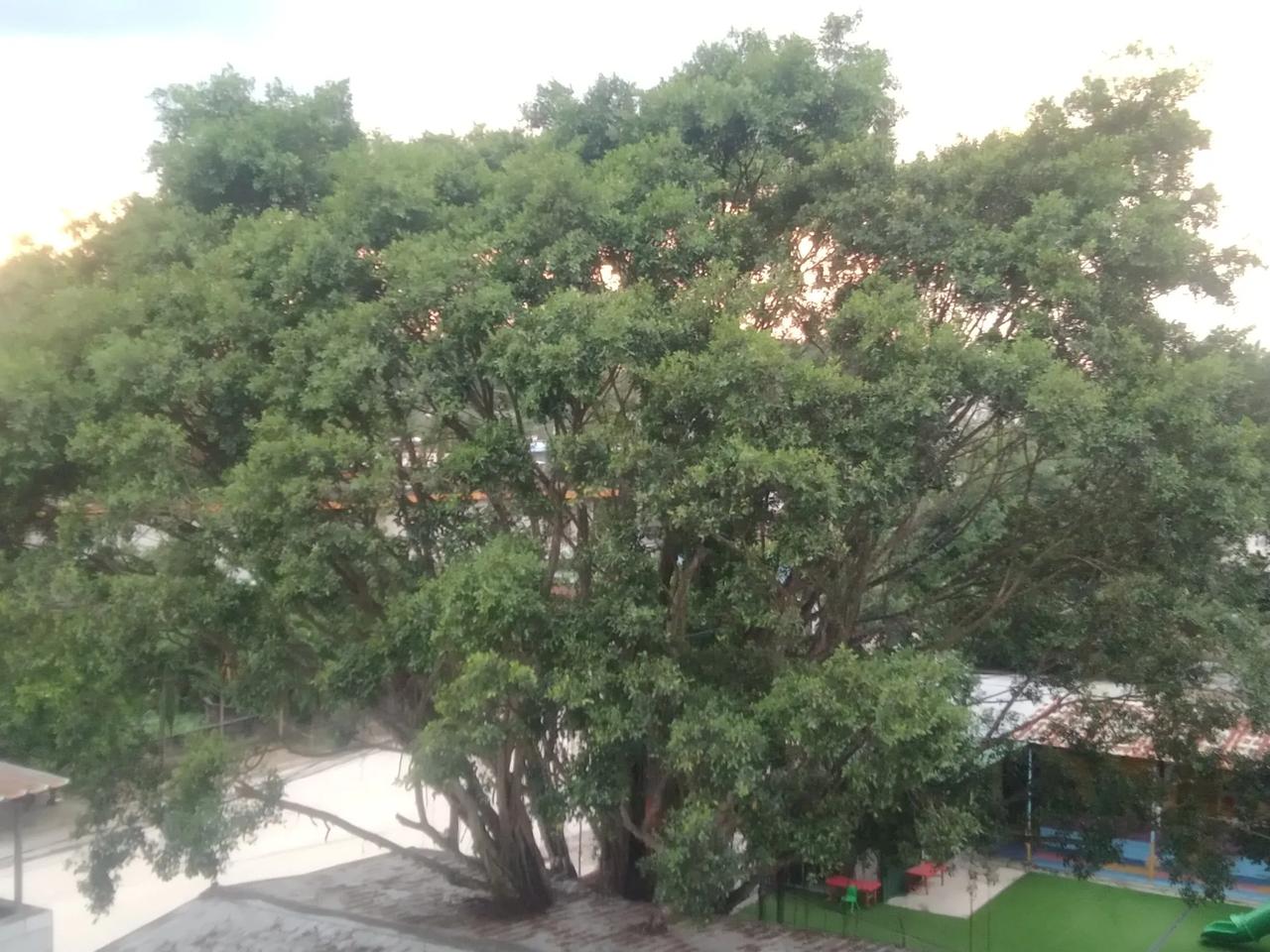 网购了一个打浆机给妈妈。她说牙不行了，要吃烂的。我以前也网购过几个打浆机给他们，