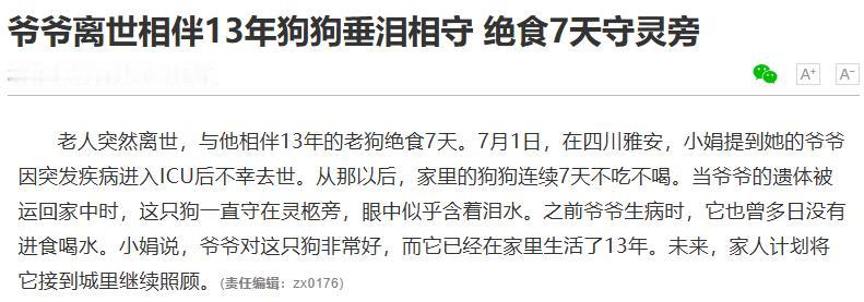 人走茶凉这句话，我们听了太多次。可四川雅安这只养了 13 年的老狗，偏要反着来。