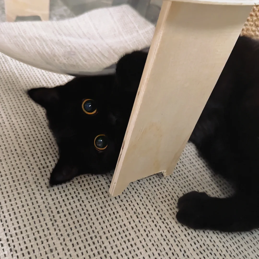 看上去有坏心眼的的小宝宝